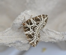 Eustroma reticulata (Nettmåler)
