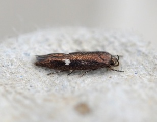 Mompha langiella (Clouded Cosmet)