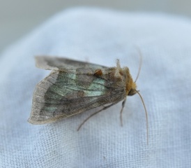 Diachrysia stenochrysis (Mindre båndmetallfly)