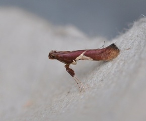 Caloptilia stigmatella (White-triangle Slender)