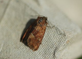 Oligia fasciuncula (Rødgult engfly)