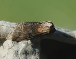 Abrostola triplasia (Brungult neslefly)