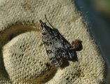 Eudonia truncicolella (Barkmosemott)