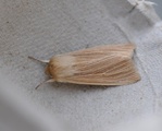 Mythimna pallens (Common Wainscot)