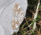 Perizoma flavofasciata (Gul lundmåler)