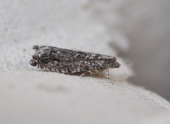 Epinotia cinereana/nisella