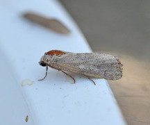 Spodoptera exigua (Vandresteppefly)
