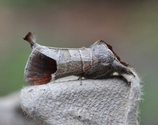 Clostera curtula (Rødflekkstjertspinner)