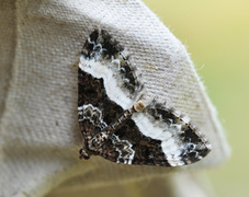 Euphyia unangulata (Sharp-angled Carpet)