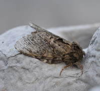 Peridea anceps (Great Prominent)