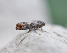 Epinotia rubiginosana (Furukveldvikler)