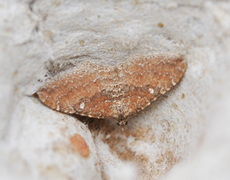 Orthonama obstipata (Vandrelinjemåler)