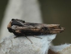 Xylena exsoleta (Ringkvistfly)