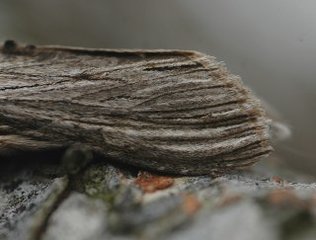 Cucullia chamomillae (Vårhettefly)