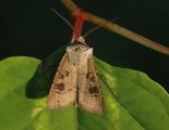 Agrotis clavis (Brunpudret jordfly)