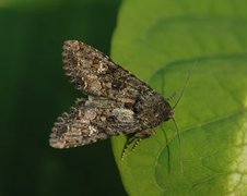 Mamestra brassicae (Kålfly)
