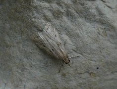 Eudonia pallida (Marsh Grey)