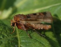 Diarsia brunnea (Rødfrynset teglfly)