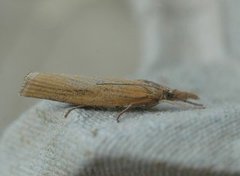 Agriphila tristella (Common Grass-veneer)
