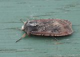 Peridroma saucia (Vandrefly)