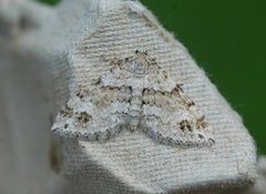 Mesotype didymata (Twin-spot Carpet)