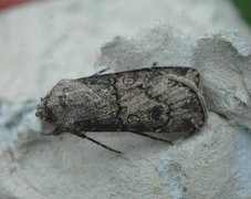 Agrotis segetum (Turnip Moth)
