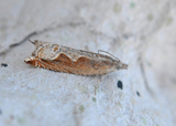 Ancylis diminutana (Small Festooned Roller)