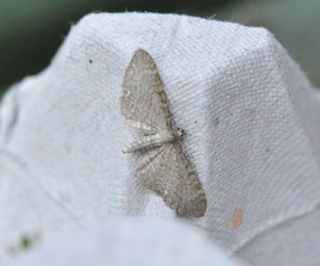 Eupithecia plumbeolata (Marimjelledvergmåler)