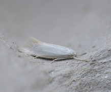 Elachista argentella (Swan-feather Dwarf)