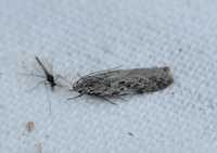 Carpatolechia proximella (Black-speckled Groundling)