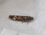 Caryocolum fraternella (Mouse-ear Groundling)