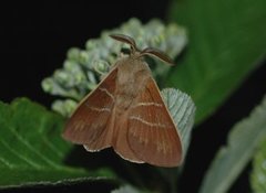 Macrothylacia rubi (Bringebærspinner)