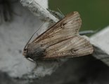 Agrotis ipsilon (Langvingejordfly)