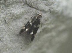 Elachista apicipunctella (Pearl Dwarf)