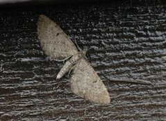 Eupithecia satyrata (Engdvergmåler)