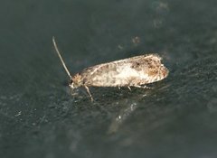 Epinotia subocellana (Øyekveldvikler)