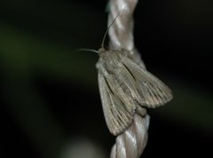 Leucania comma (Shoulder-striped Wainscot)