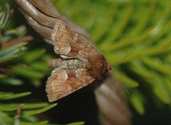 Oligia fasciuncula (Rødgult engfly)