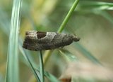 Notocelia uddmanniana (Bramble Shoot Moth)