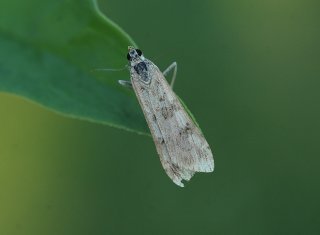 Nomophila noctuella (Rush Veneer)