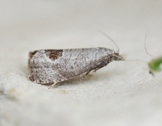 Notocelia uddmanniana (Bramble Shoot Moth)