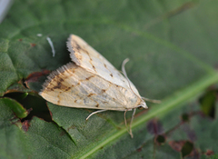 Evergestis extimalis (Marbled Yellow Pearl)
