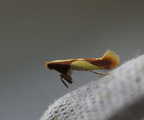 Caloptilia alchimiella (Yellow-triangle Slender)
