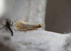 Adelidae (Fairy long horn moths)