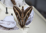 Hyles livornica (Striped Hawk-moth)