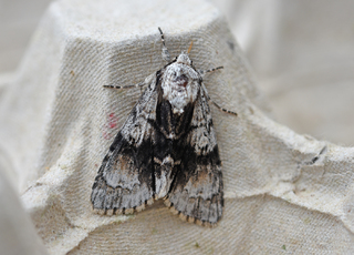 Acronicta alni (Alder Moth)