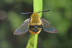 Hemaris tityus (Narrow-bordered Bee Hawk-moth)