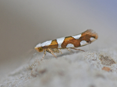 Argyresthia brockeella (Gold-ribbon Argent)