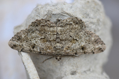 Peribatodes rhomboidaria (Grå barkmåler)