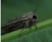 Apamea anceps (Lyst sandengfly)